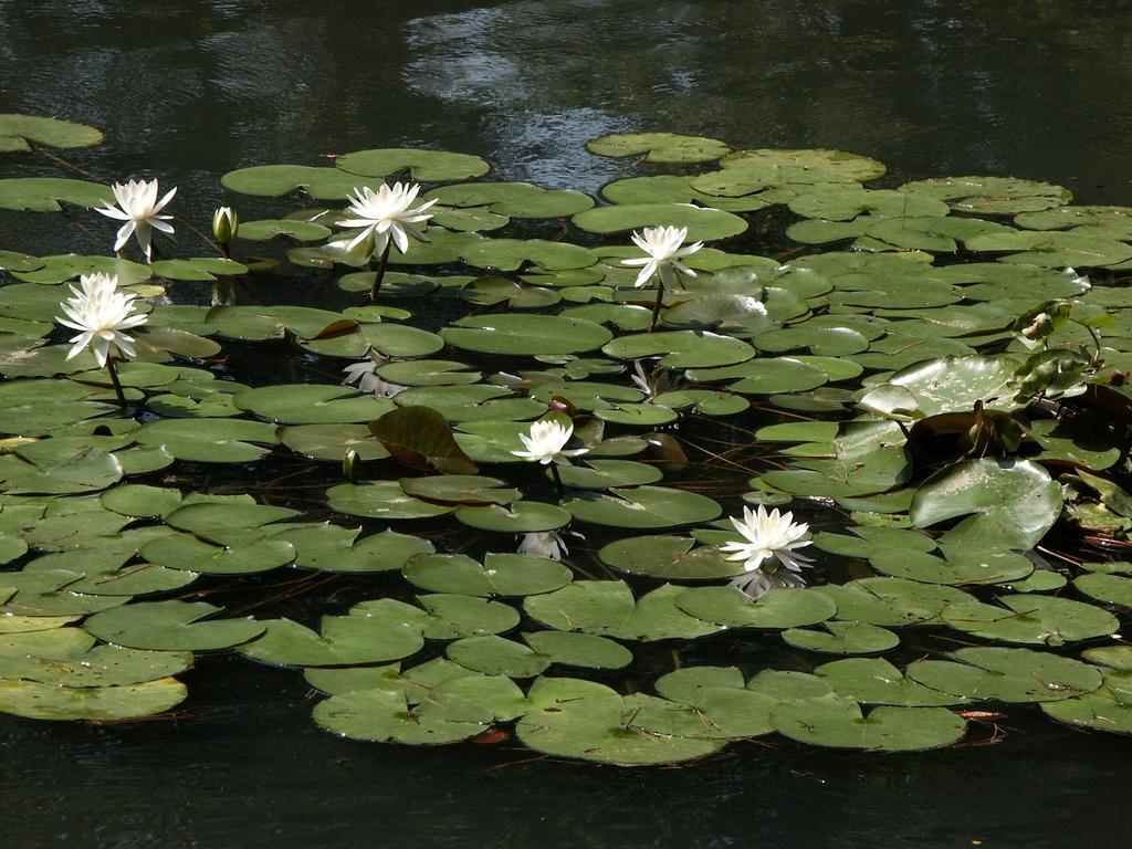 Matsusaki Nomi Exteriér fotografie